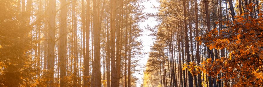 Beratung / Begleitung